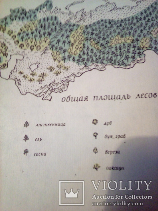 Спич. этикетка Породы деревьев СССР (большая), фото №4