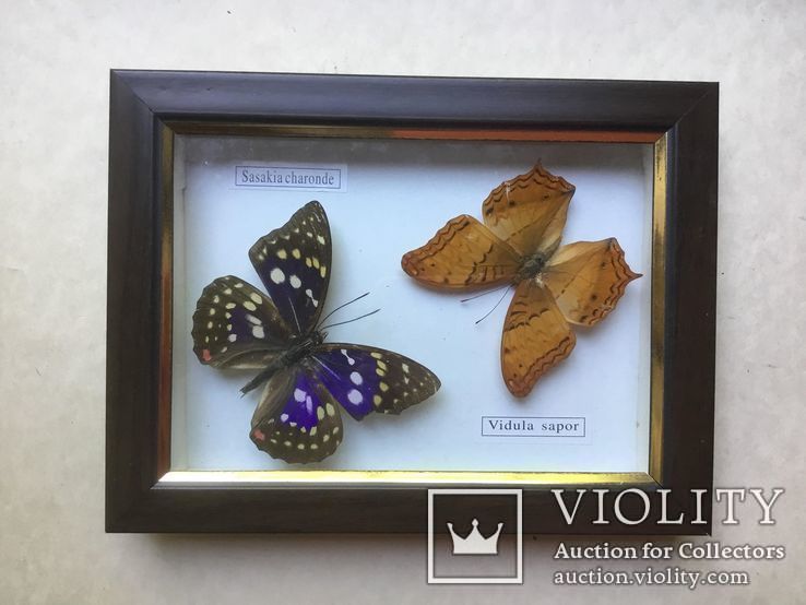 Бабочки в рамке, под стеклом., фото №2