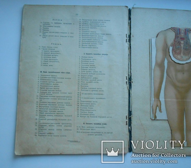 Книга ,,Человекъ.Разборная модель".Киевъ 1904г., фото №12