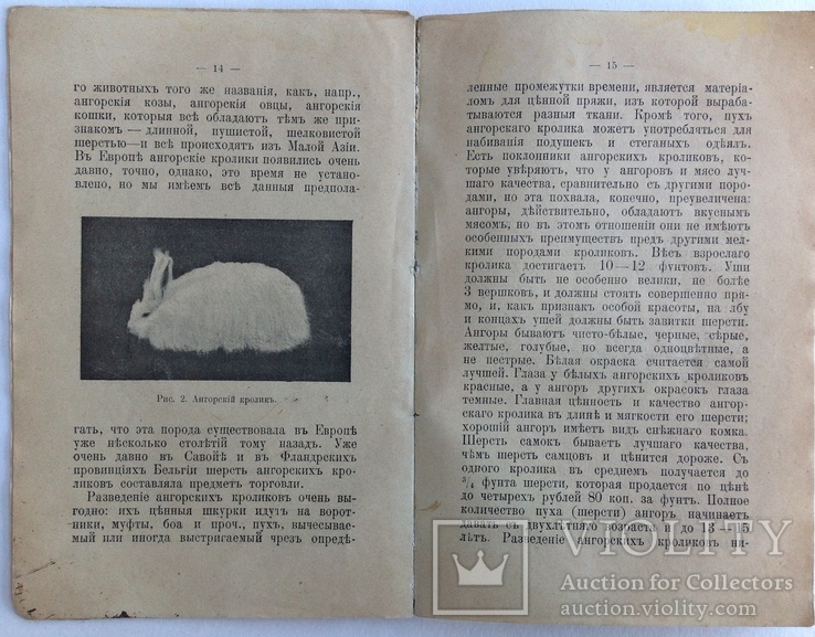 1913  Кролиководство. Иевлева Н., фото №8