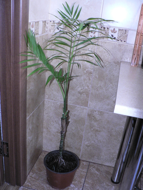 Пальма Chamaedorea, фото №3