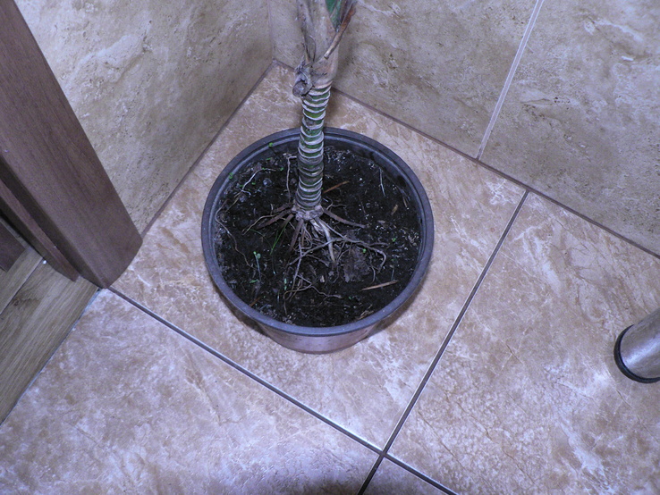 Пальма Chamaedorea, фото №5