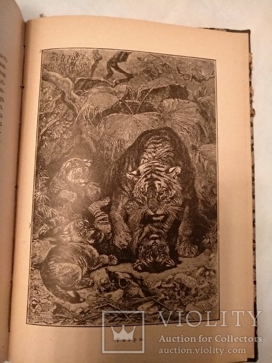 1903 Мифы Предания о животных, фото №7