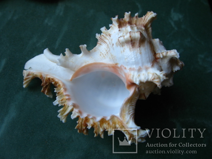 Морская раковина Чихореус рамосус, фото №2