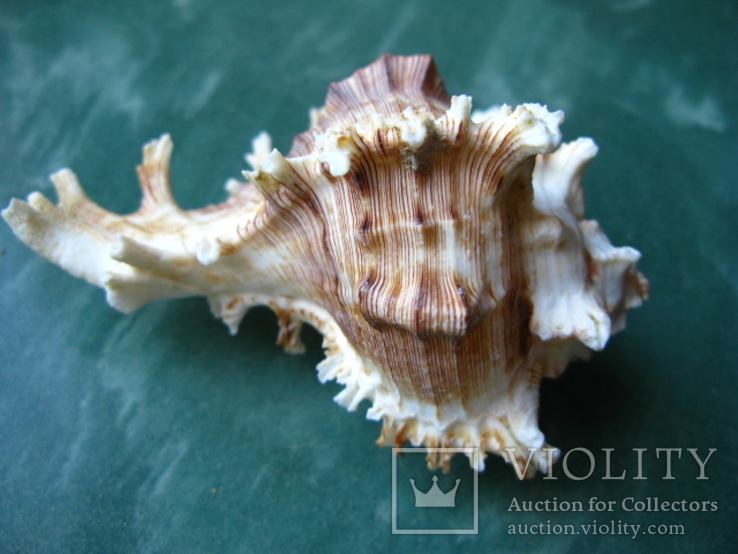 Морская раковина Чихореус рамосус, фото №4