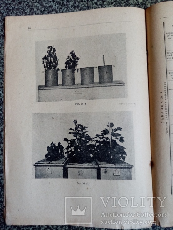 Влияние температуры почвы на развития хлопчатника 1929 год., фото №4