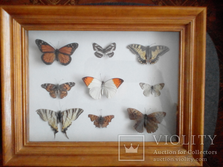 Коллекция бабочек под стеклом, фото №2