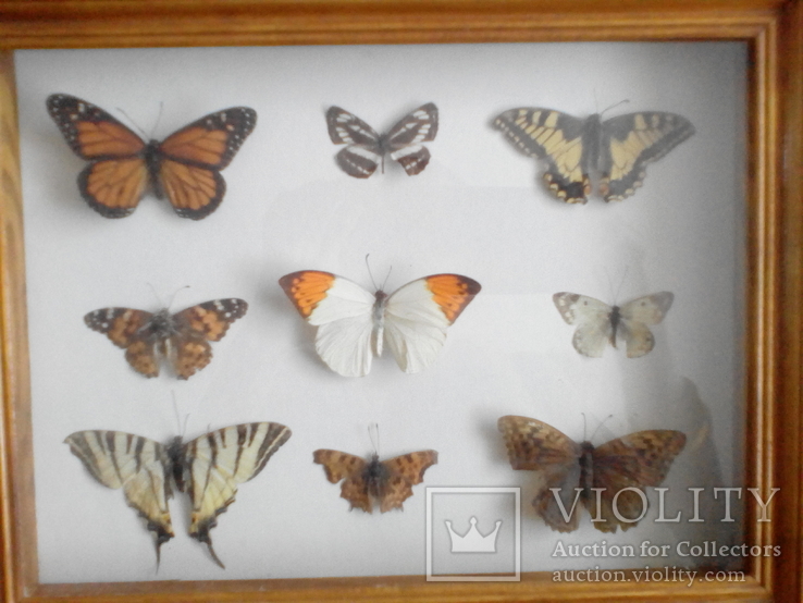Коллекция бабочек под стеклом, фото №3