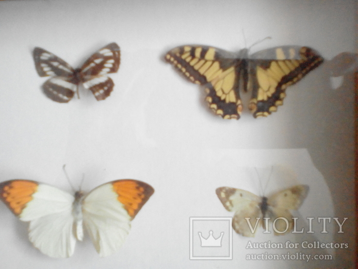 Коллекция бабочек под стеклом, фото №6