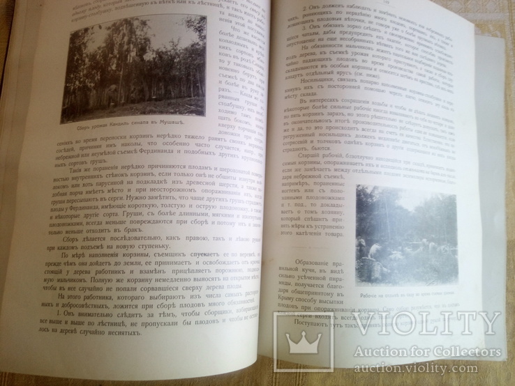 "Крымское промышленное плодоводство" томъ первый. Москва - 1912 г., фото №7