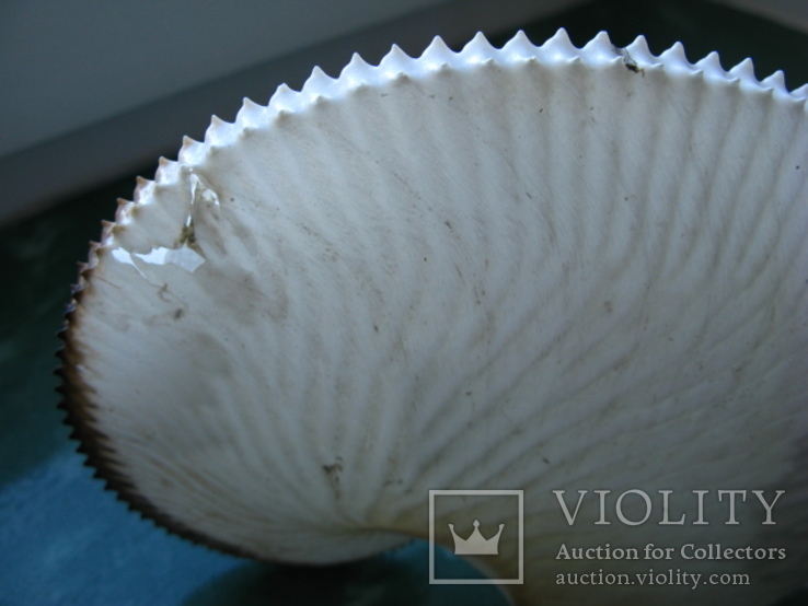 Морская ракушка раковина АРГО бумажный наутилус 200 мм, фото №4