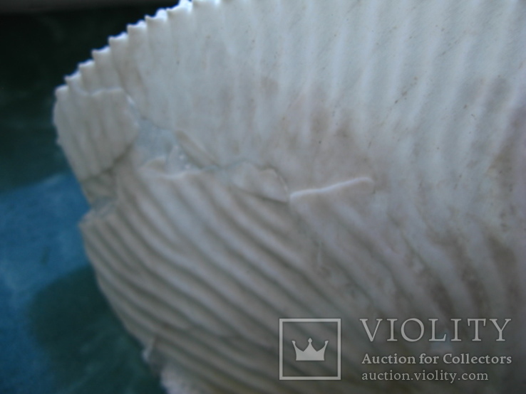 Морская ракушка раковина АРГО бумажный наутилус 200 мм, фото №7