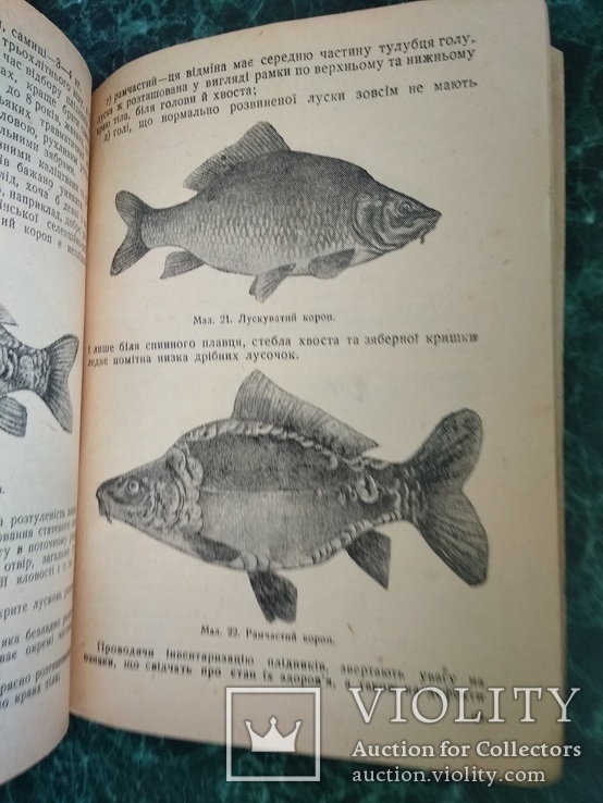 "Ставкове рибне господарство колгоспів України" І.М.Ростовцев.Київ 1946 Харків., фото №10