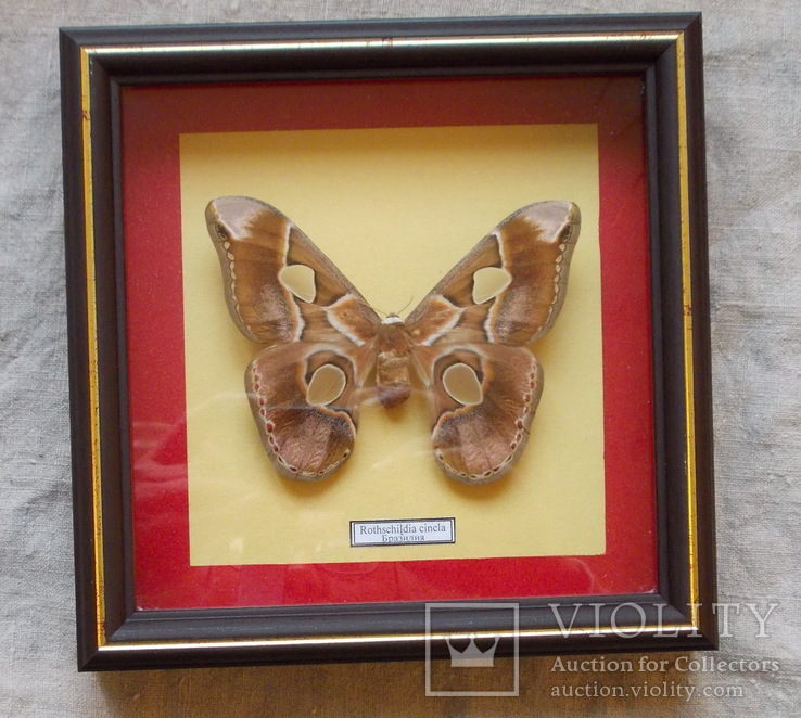Бабочка Rothschildia cincla Бразилия в рамке, фото №2