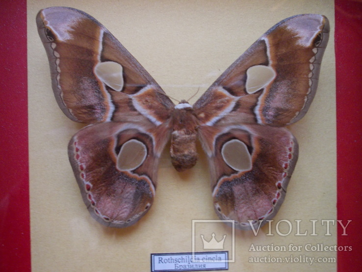 Бабочка Rothschildia cincla Бразилия в рамке, фото №6