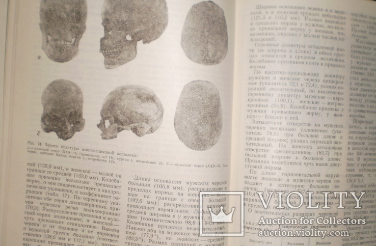 Палеоантропологические исследования степного Приднепровья 1984 г, фото №4