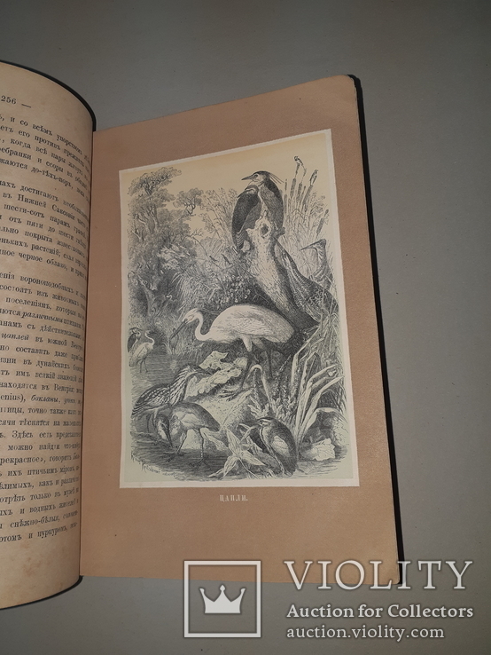 1866 Жизнь птиц с 27 цветными иллюстрациями, фото №9