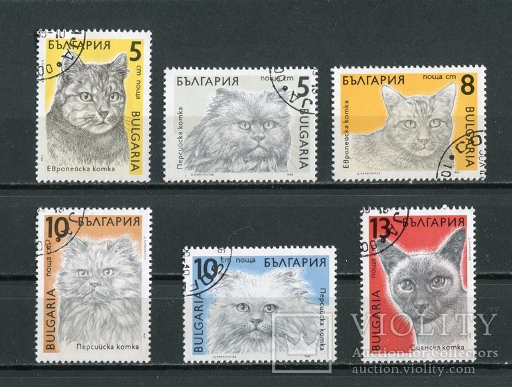 Болгария, кошки.1989 г., фото №2