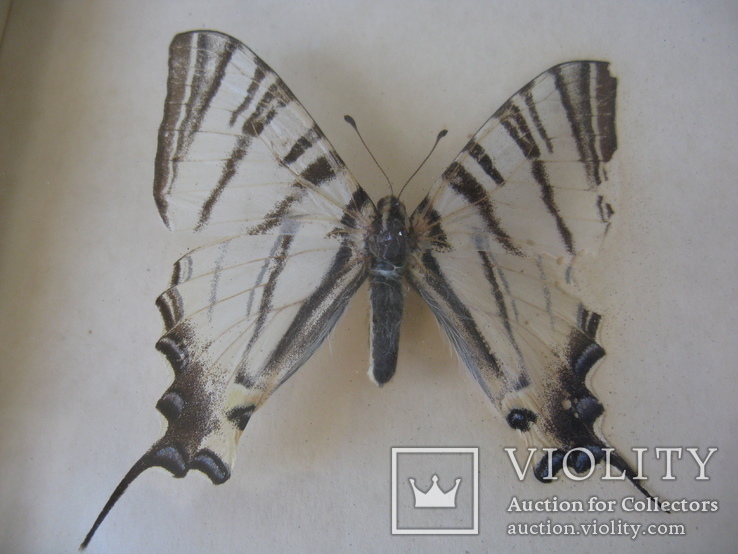 Бабочка натуральная"Podoliriy", фото №2