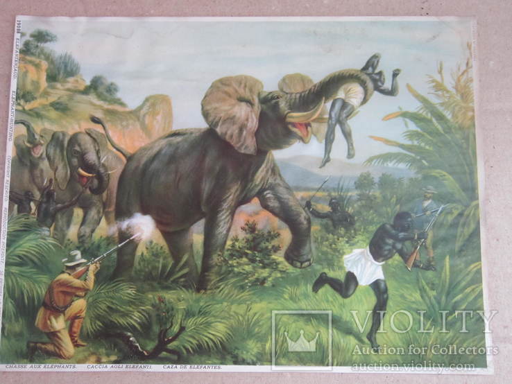 Охота на слонів 1900-10роки., фото №2