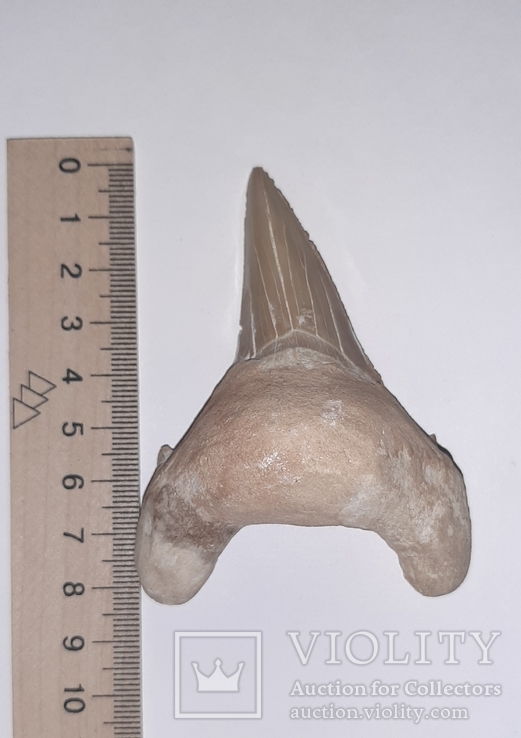  Зуб акулы Otodus (50 млн лет.) Марокко