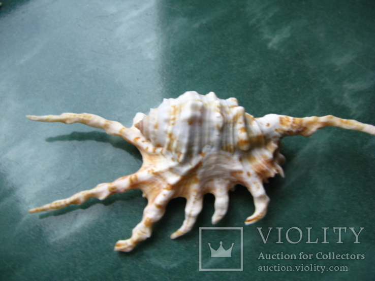 Морская ракушка раковина Ламбис скорпио 104 мм, фото №3
