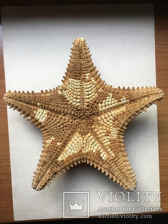 Морская звезда. 18 х 18 см., фото №11