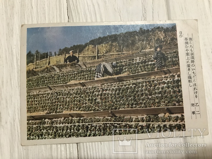 Китай плантация, Открытка до 1920 года, фото №2