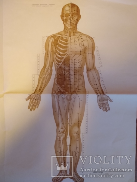 Плакат анатомический рефлексотерапия нервной системы человека, фото №7