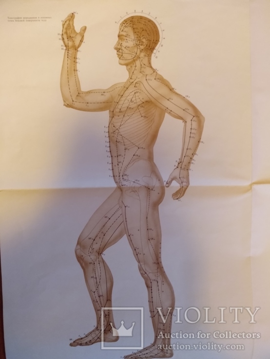 Плакат анатомический рефлексотерапия нервной системы человека, фото №8