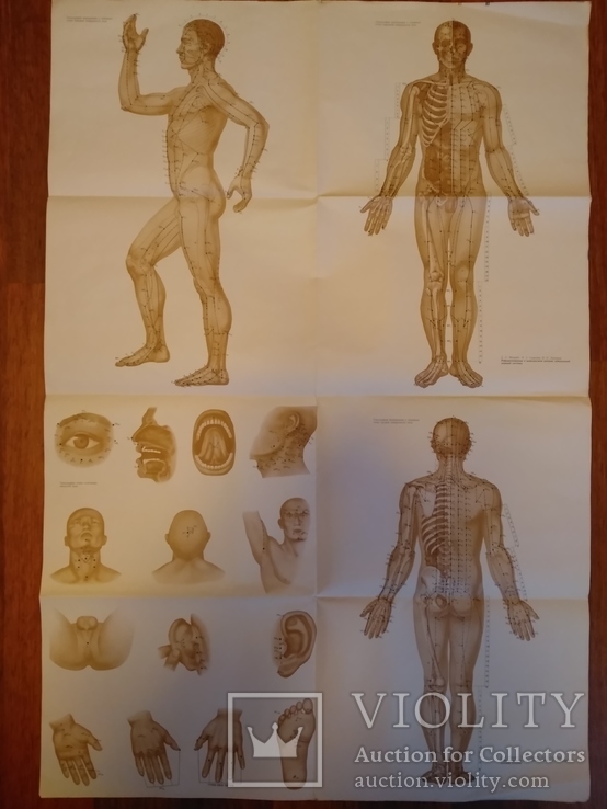 Плакат анатомический рефлексотерапия нервной системы человека, фото №2
