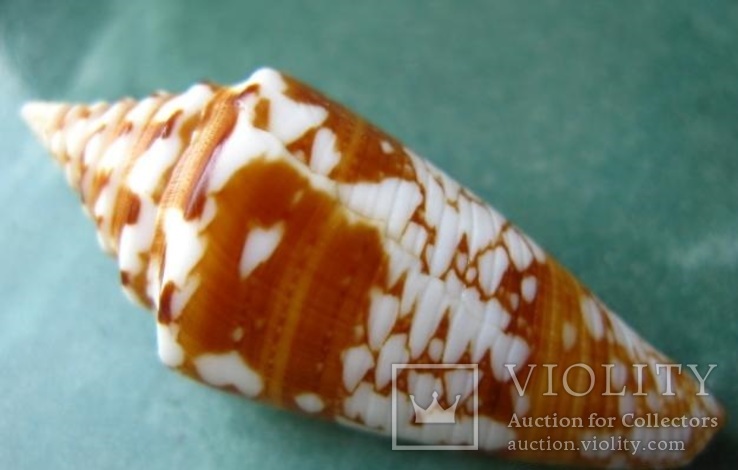 Морская ракушка Конус Conus amadis f.arbonatalis, фото №3