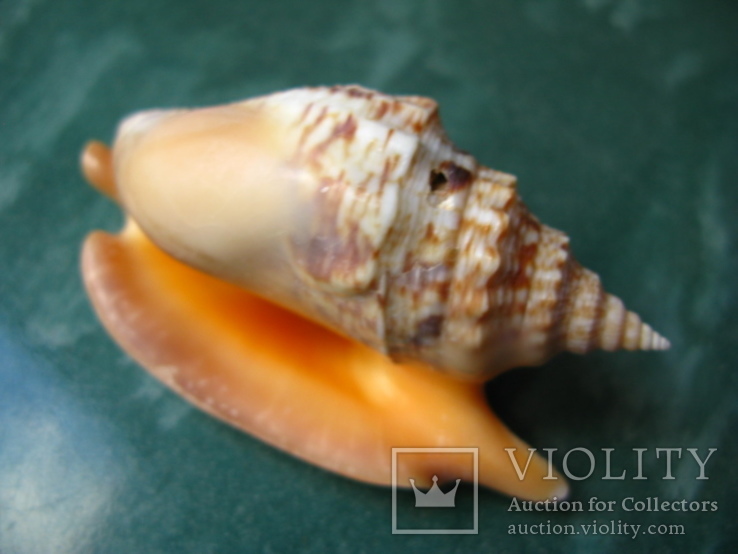 Морская ракушка Стромбус Strombus chrysostomus, фото №2