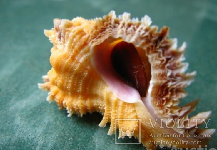Морская ракушка Мурекс Chicomurex laciniatus, фото №3