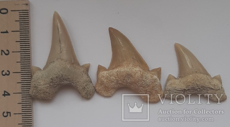 Лот зубов акулы Otodus (50 млн лет.) Марокко