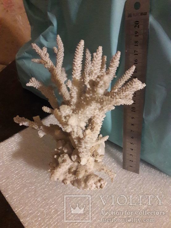 Коралл аквариумный, фото №2