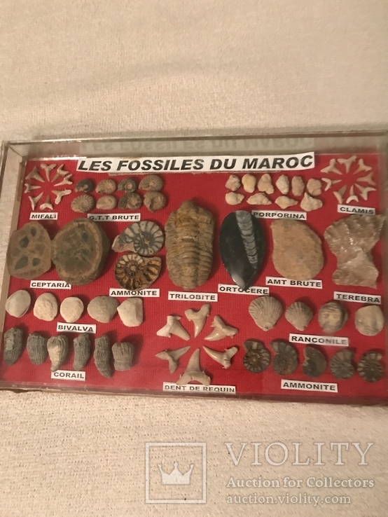 Редкие древние органические окаменелости, фото №2