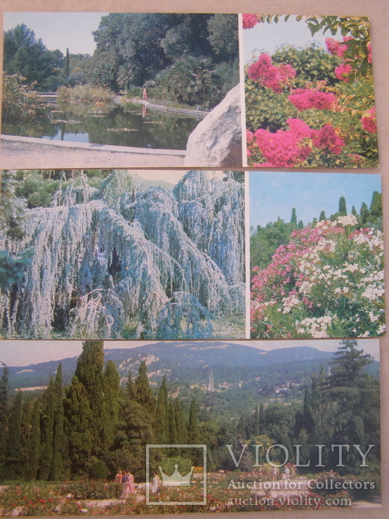 Набор открыток. Крым.Никитский ботанический сад., фото №6