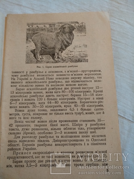 1936 Київ Вівчарство Ю.Н. Дреус, фото №8