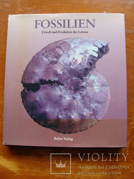 Fossilien. Ископаемые. (68), фото №2