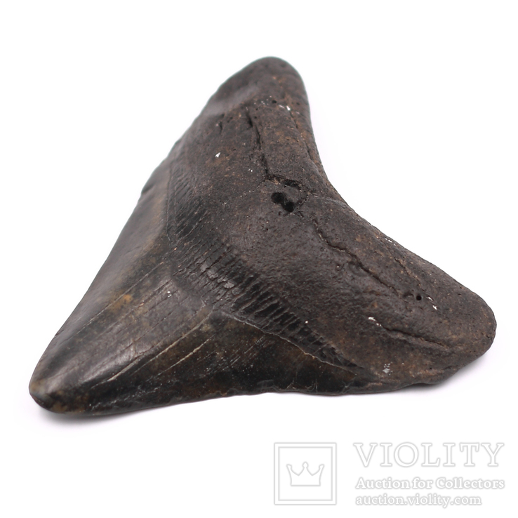 Зуб Мегалодона (Carcharodon megalodon), 95 mm, фото №6