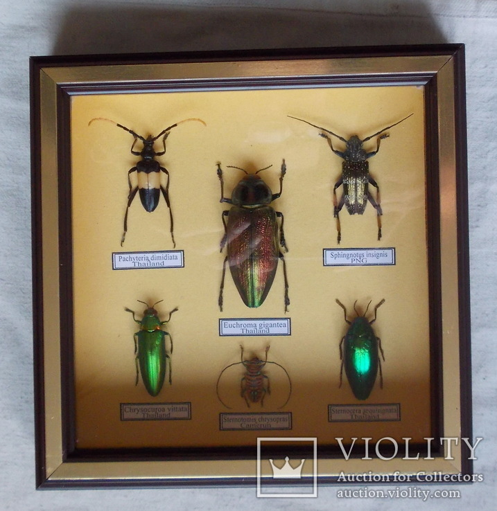 Тропические жуки в рамке №2, фото №2