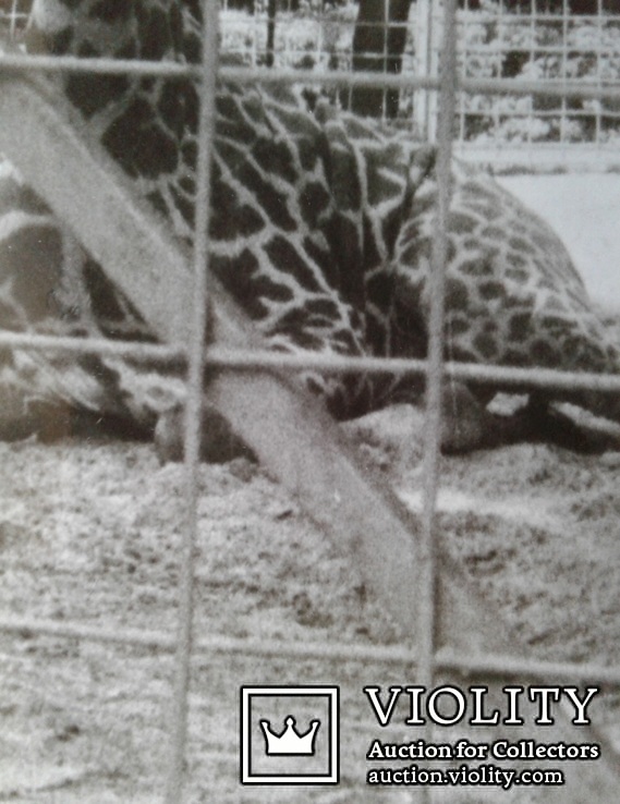 ,,Жираф". (Зоопарк)., фото №6