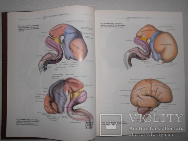 Синельников. Атлас анатомии человека. 1996 г. Том 3 и 4, фото №10