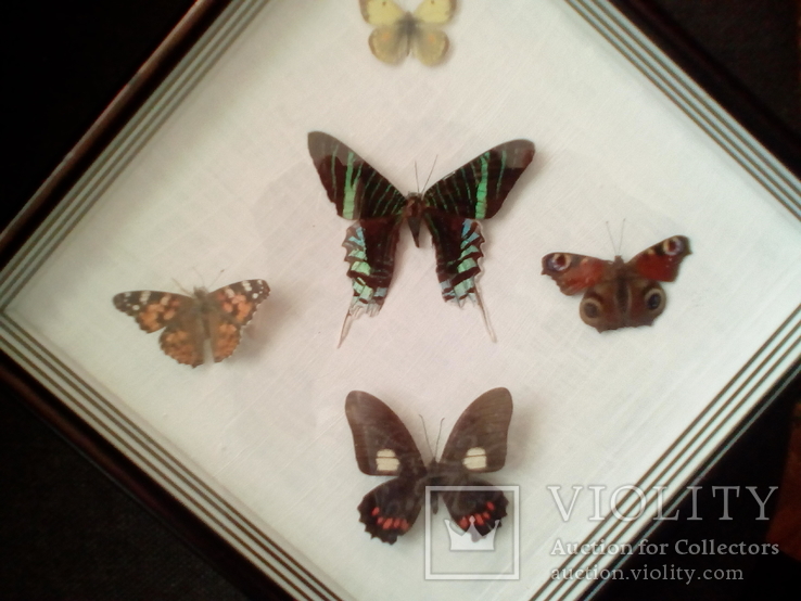 Бабочки в рамке, фото №2