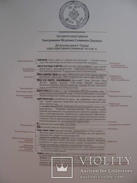 Медичний англо-український ілюстрований словник Дорланда в 2-х томах.Повний комплект!, фото №8