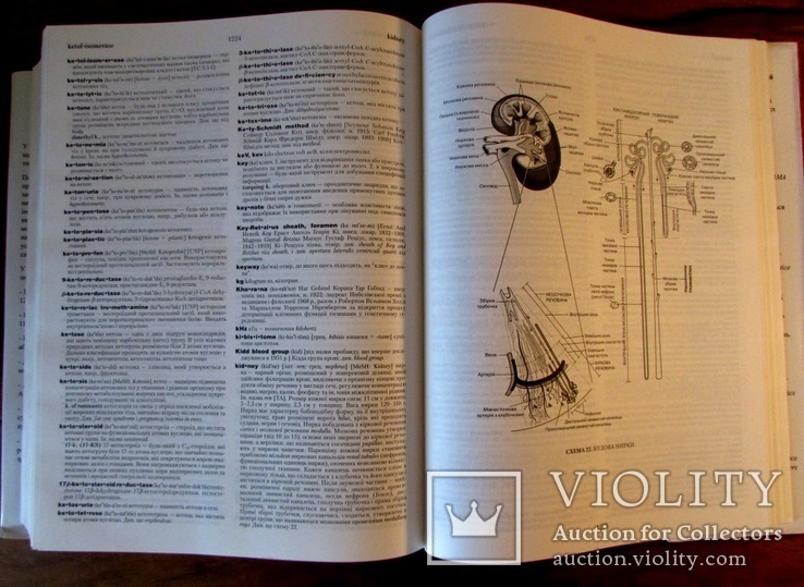 Медичний англо-український ілюстрований словник Дорланда в 2-х томах.Повний комплект!, фото №11