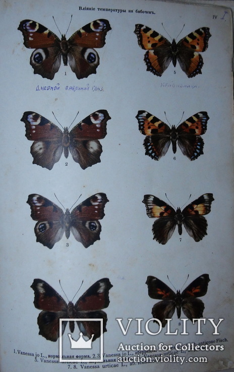 Атлас бабочек и гусениц Европы. Ламперт. СПб: 1913г. Цветные таблицы, фото №6