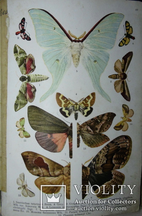 Атлас бабочек и гусениц Европы. Ламперт. СПб: 1913г. Цветные таблицы, фото №11