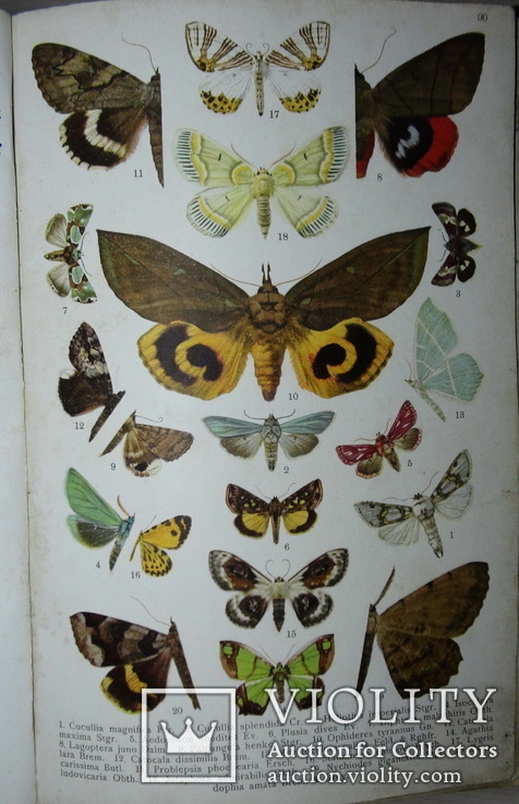 Атлас бабочек и гусениц Европы. Ламперт. СПб: 1913г. Цветные таблицы, фото №12